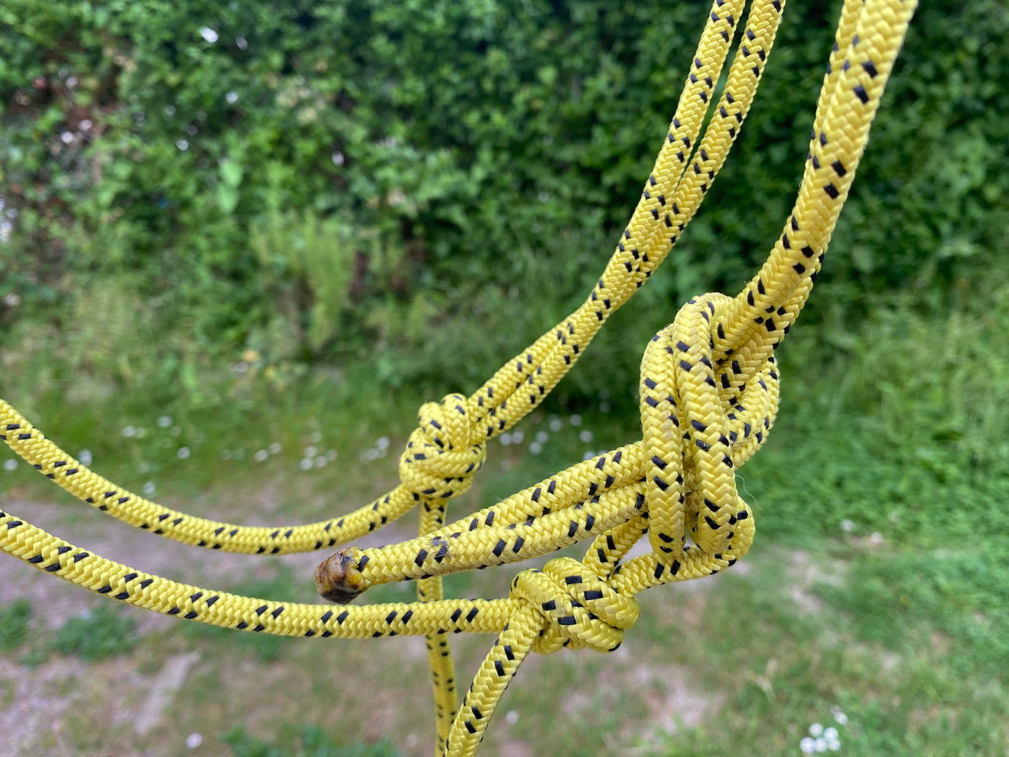Artisanal - Licol éthologique cob
