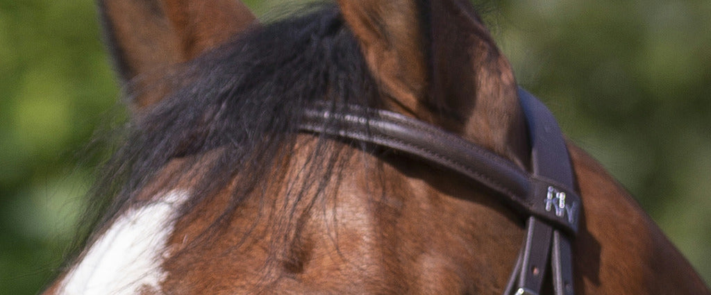 Riding World – Bridon « Muserolle Combinée » cheval