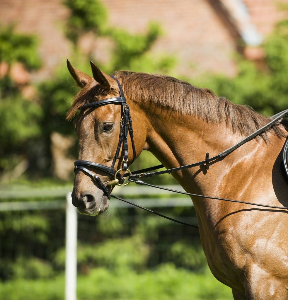 Norton – Enrênement Elastique Réglable