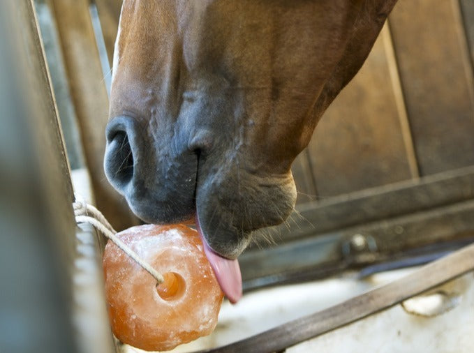 Hippotonic – Pierre à Sel de l’Himalaya 1,5kg